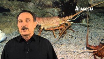 Aragosta