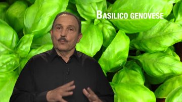 Basilico Genovese
