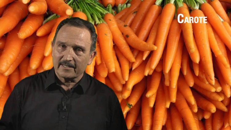 Carote