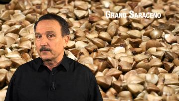 Grano Saraceno