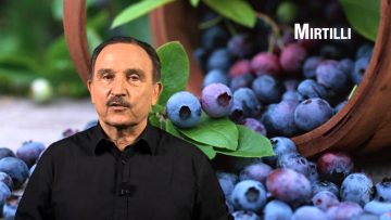 Mirtilli