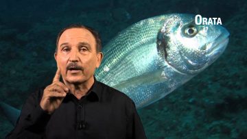 Orata