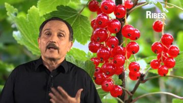 Ribes